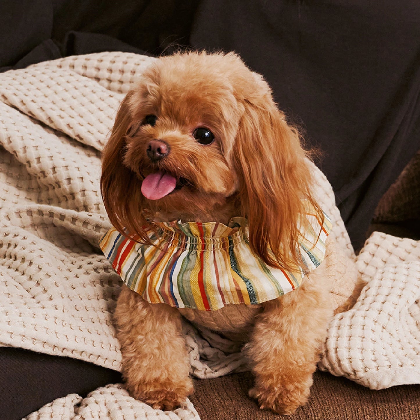 Autumn-Winter Small Pet Sweater