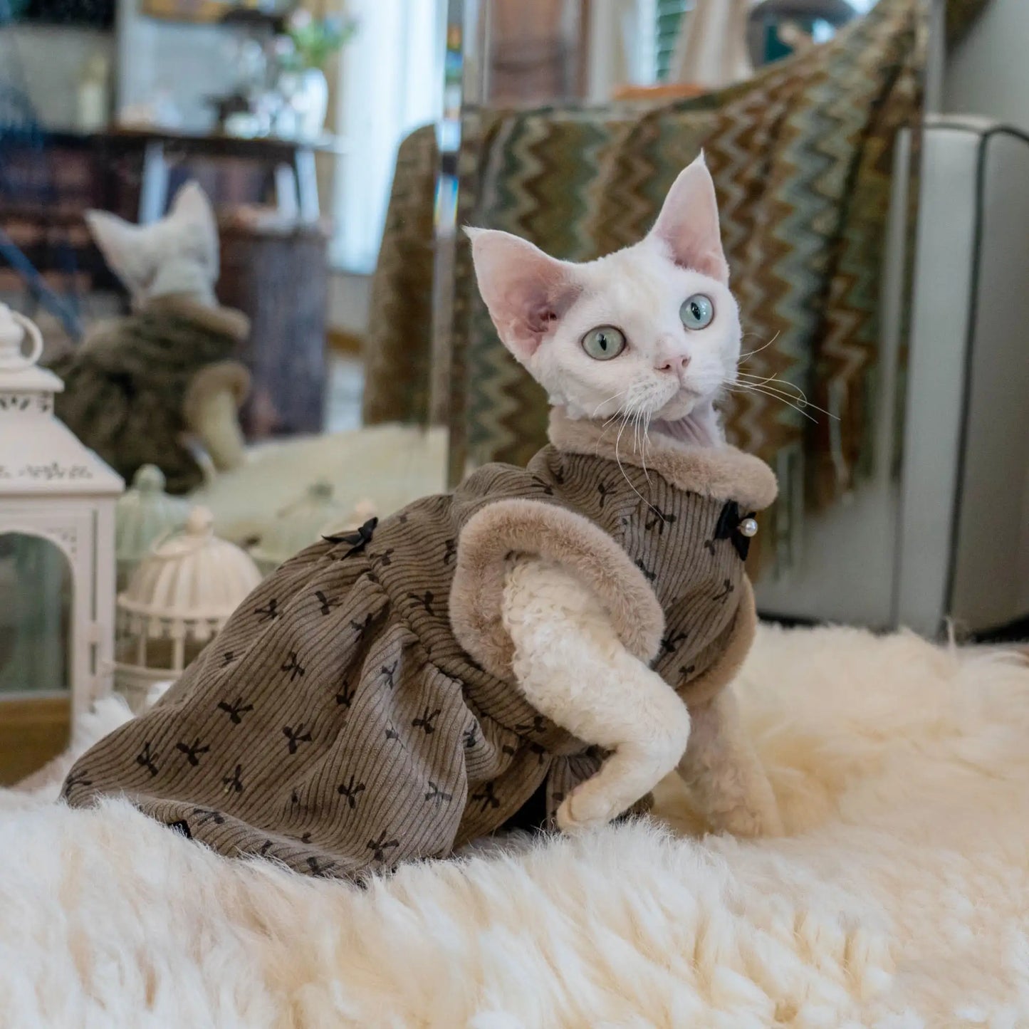 Robe Chat d'Hiver