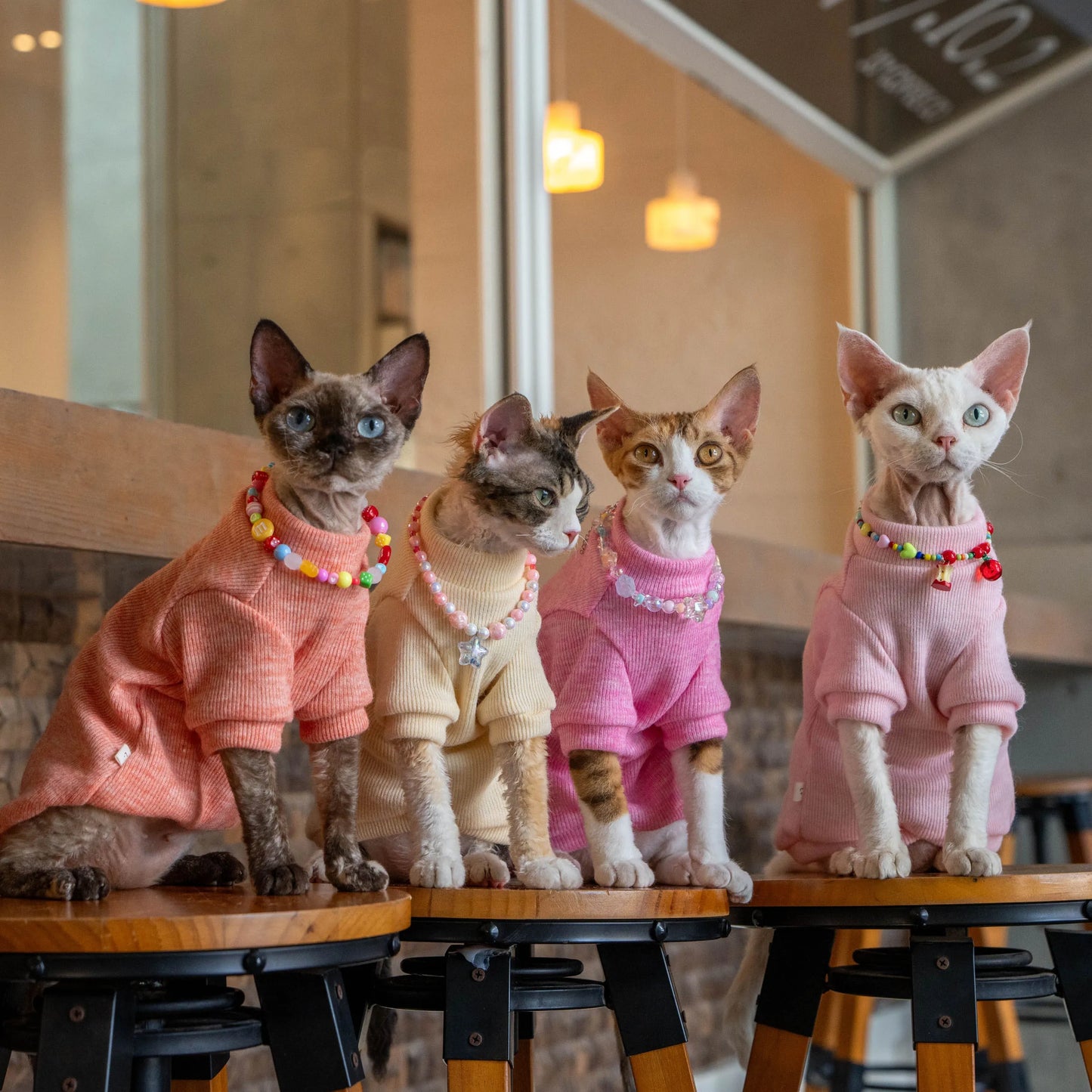 Colorful Thermal Cat Sweatshirt