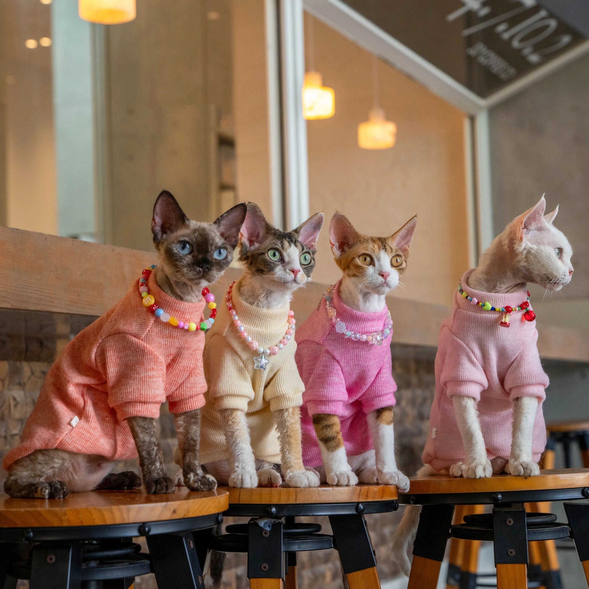 Colorful Thermal Cat Sweatshirt