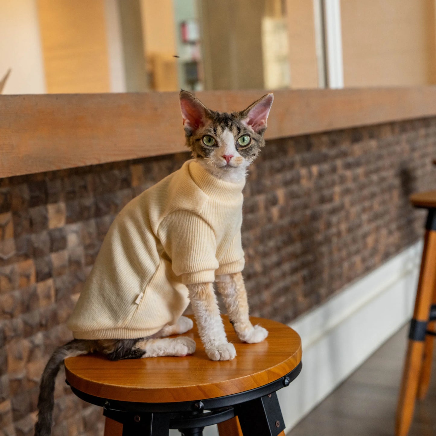 Colorful Thermal Cat Sweatshirt