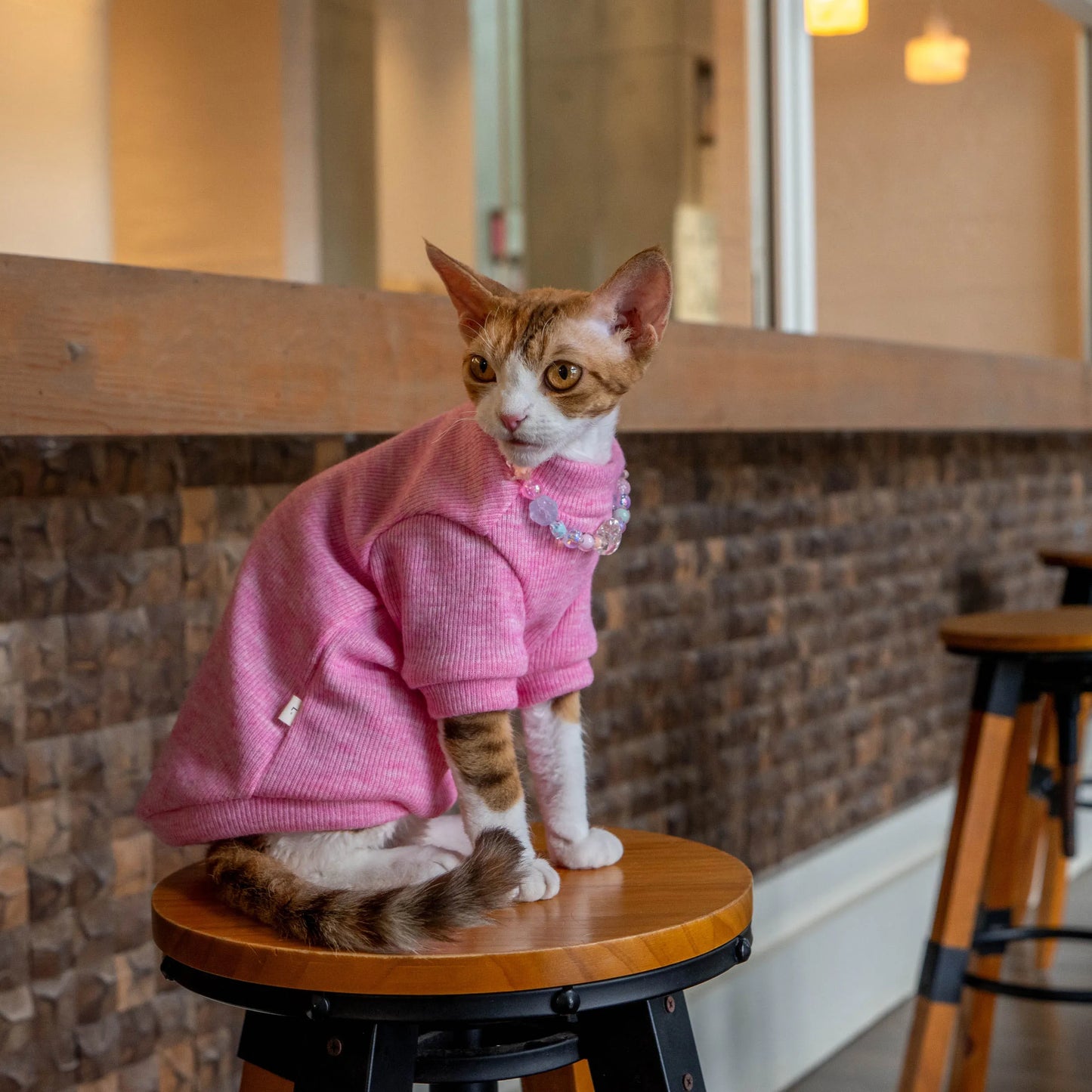 Colorful Thermal Cat Sweatshirt