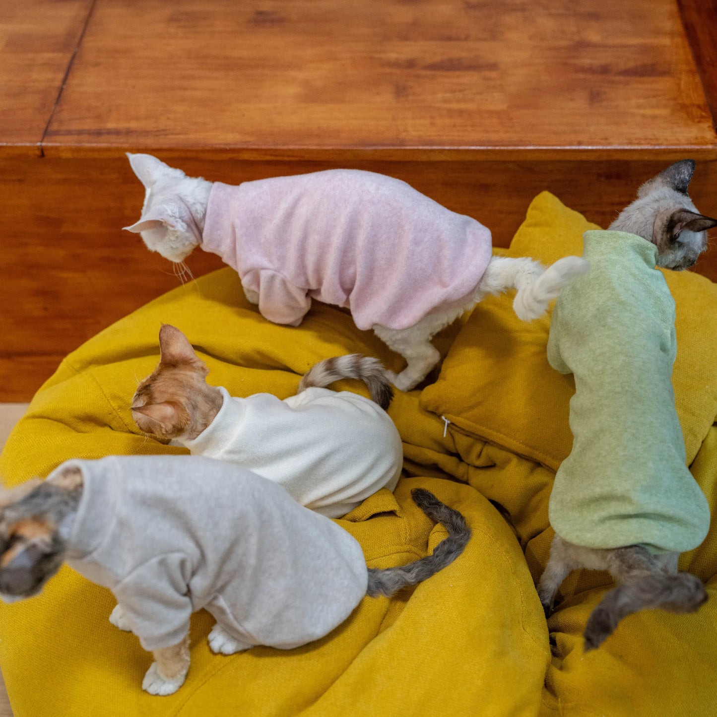 Cozy Terry Cat Sweatshirt