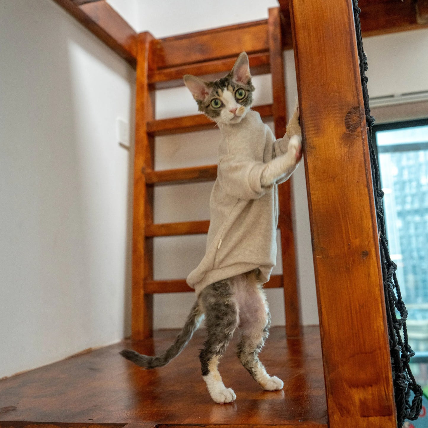 Cozy Terry Cat Sweatshirt