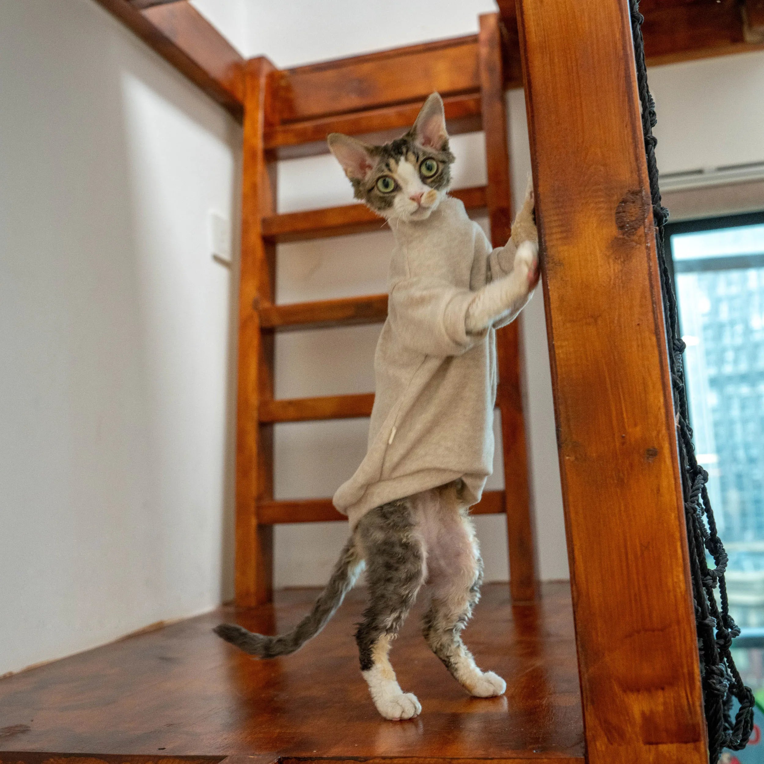 Cozy Terry Cat Sweatshirt