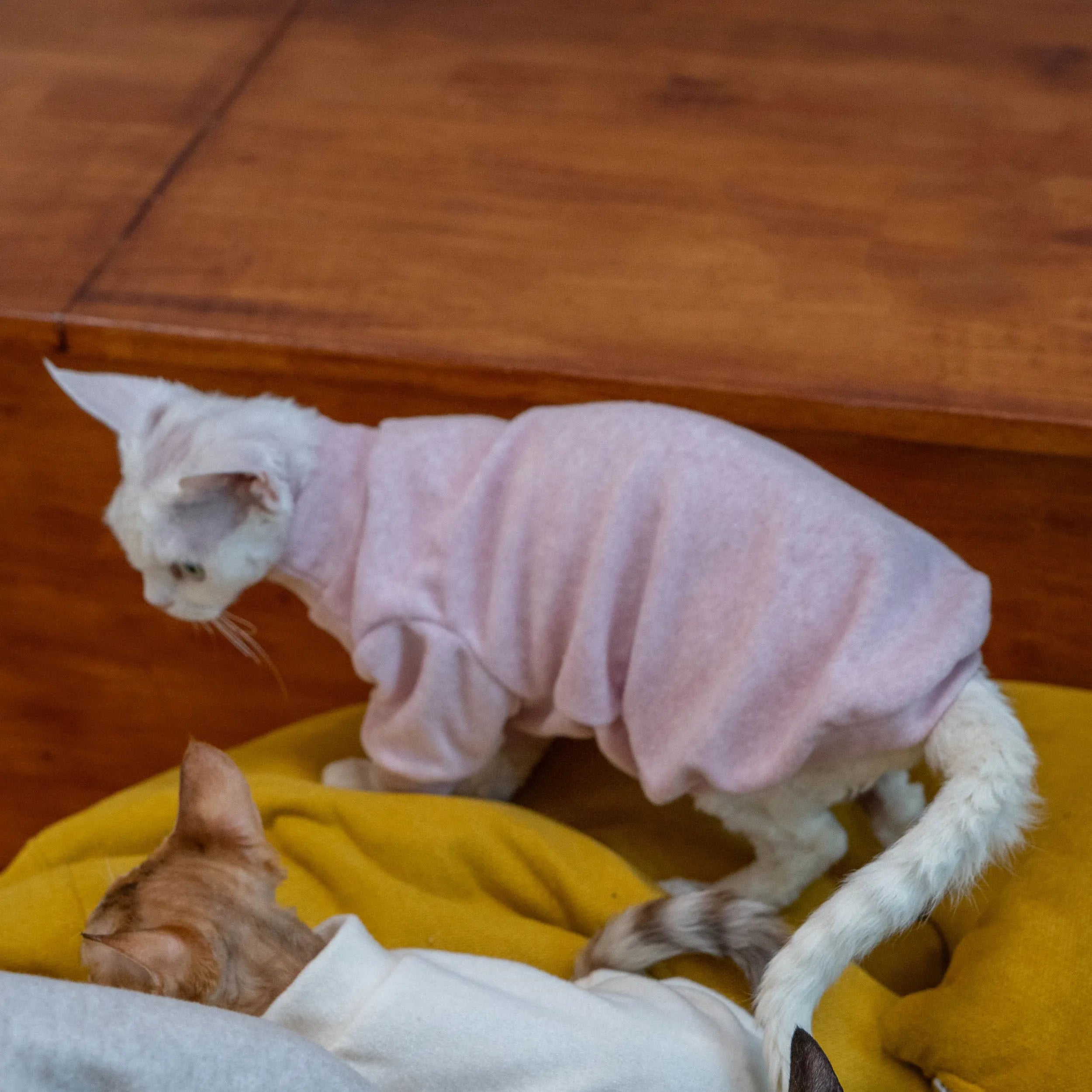 Cozy Terry Cat Sweatshirt