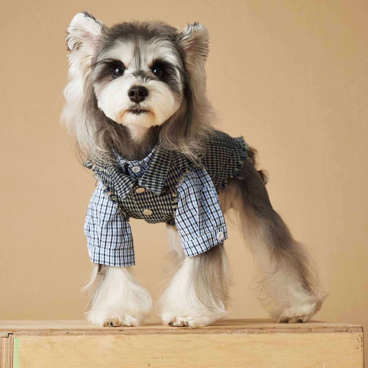 Chemise/gilet pour chien