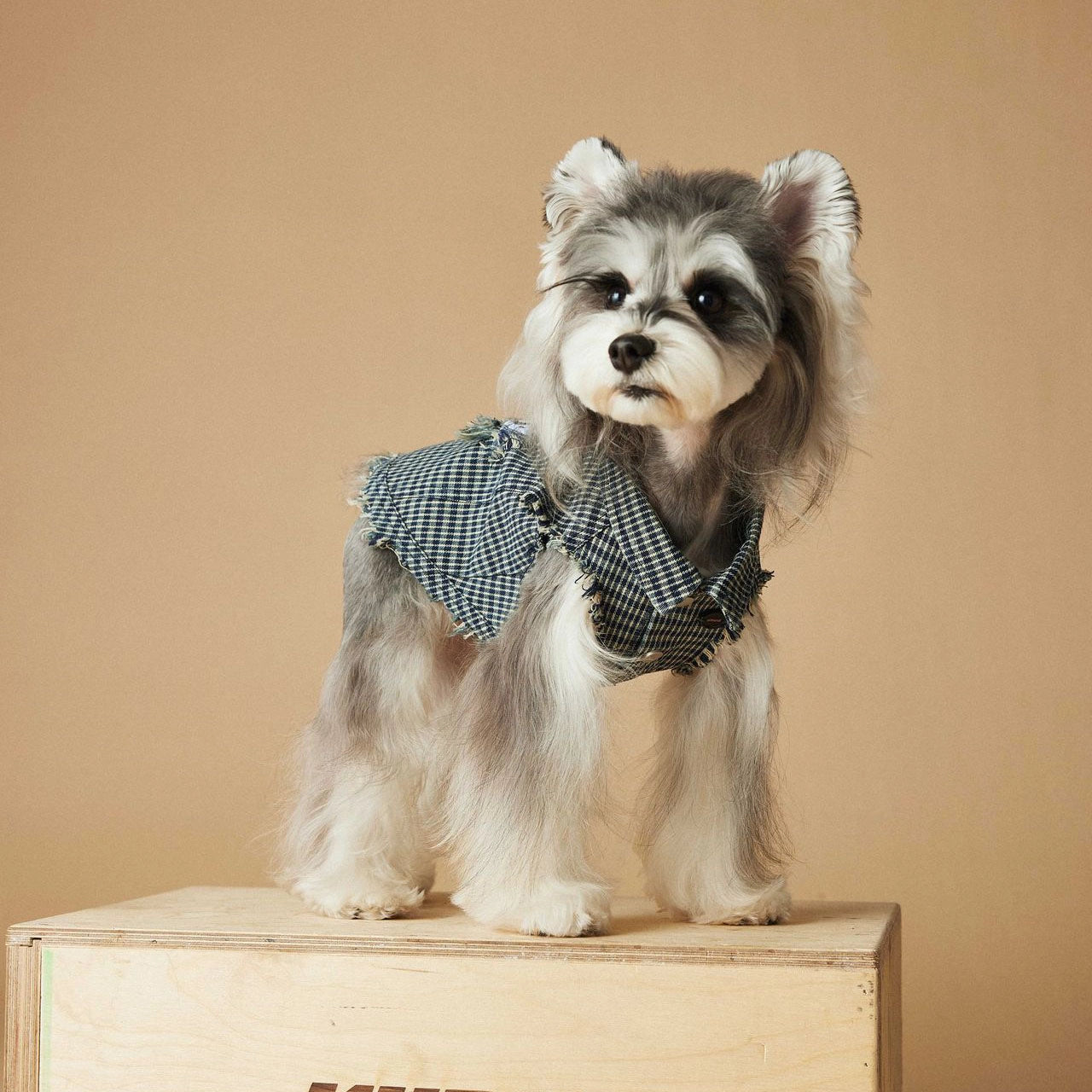 Chemise/gilet pour chien