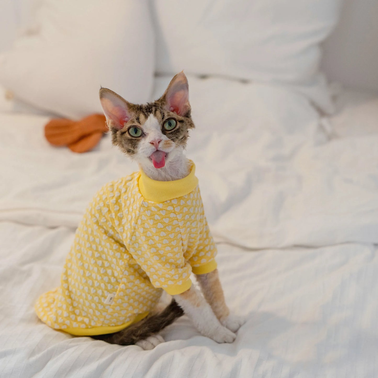 T-shirt Chat Début d'Automne