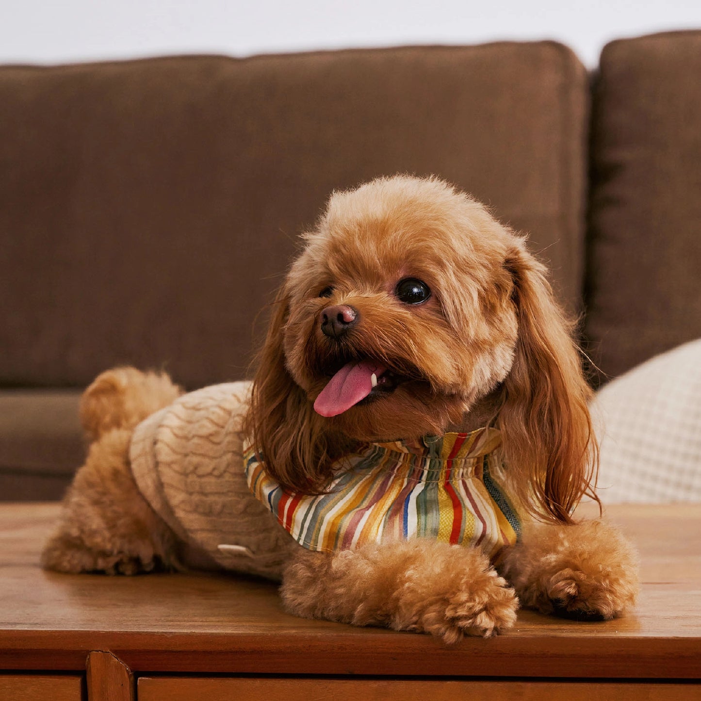 Autumn-Winter Small Pet Sweater