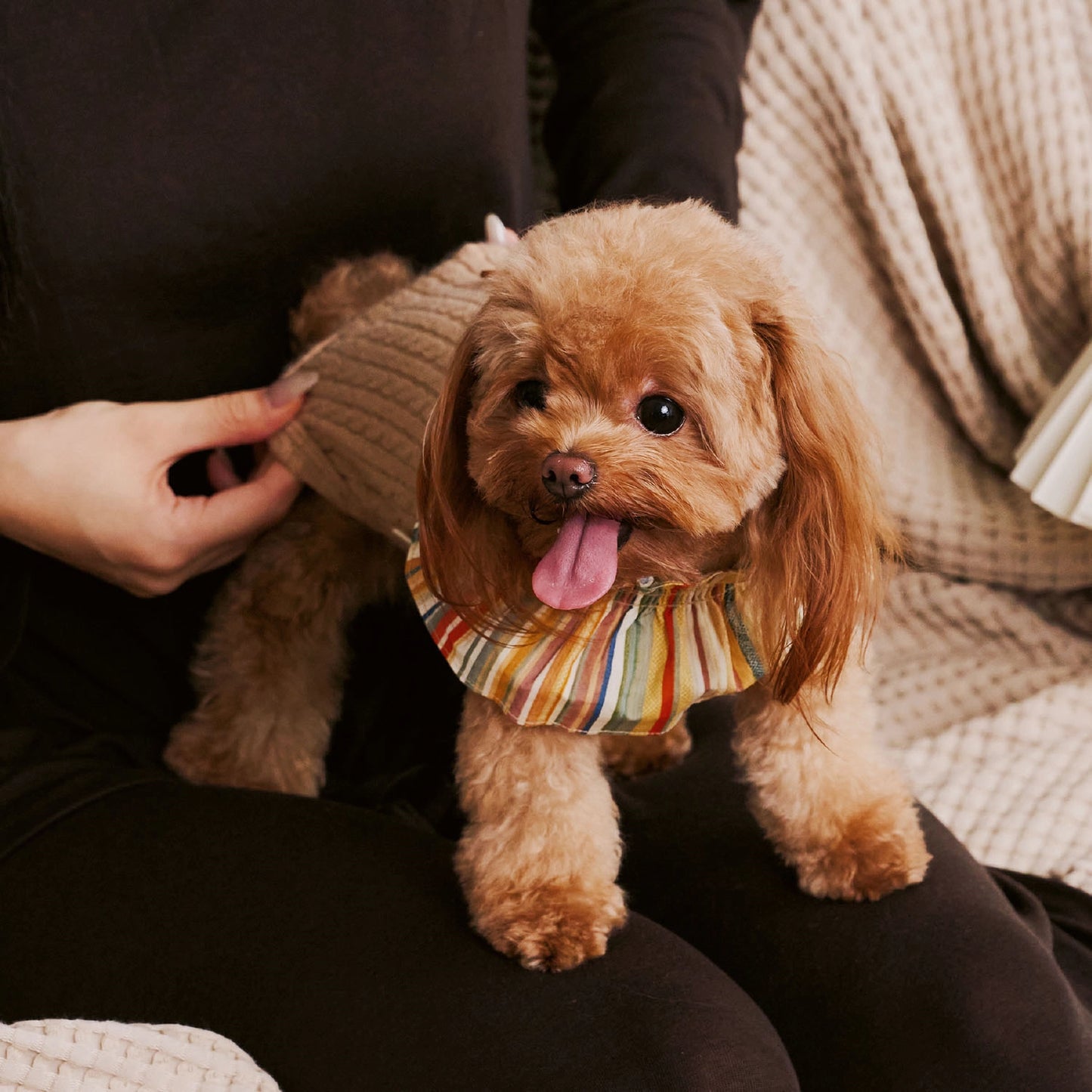 Autumn-Winter Small Pet Sweater