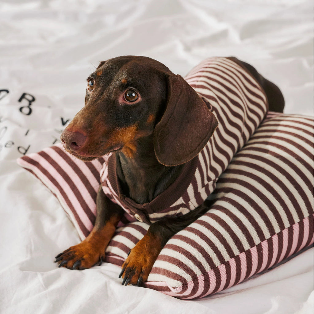 Pull d'automne et d'hiver pour animaux de compagnie