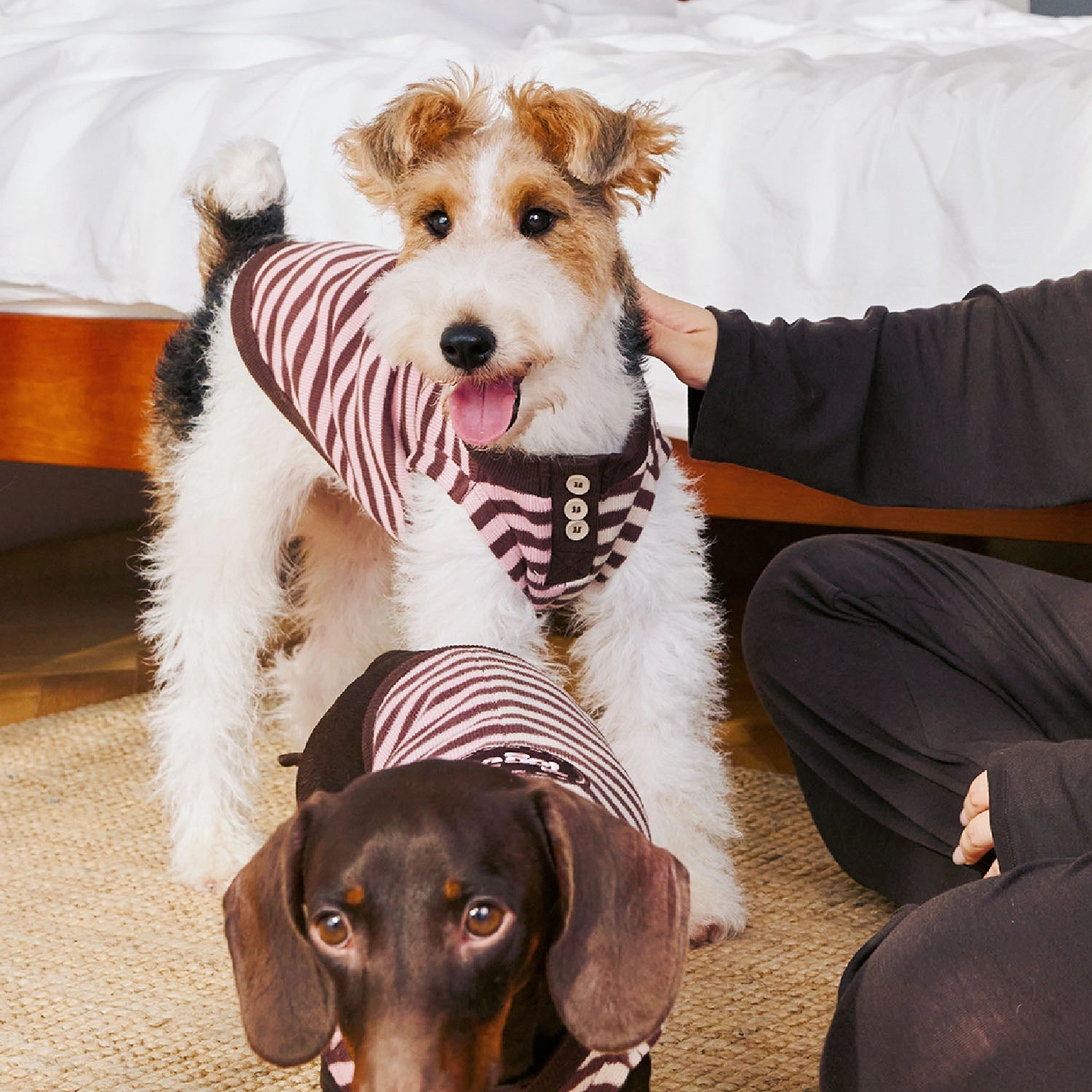 Autumn & Winter Pet Sweater