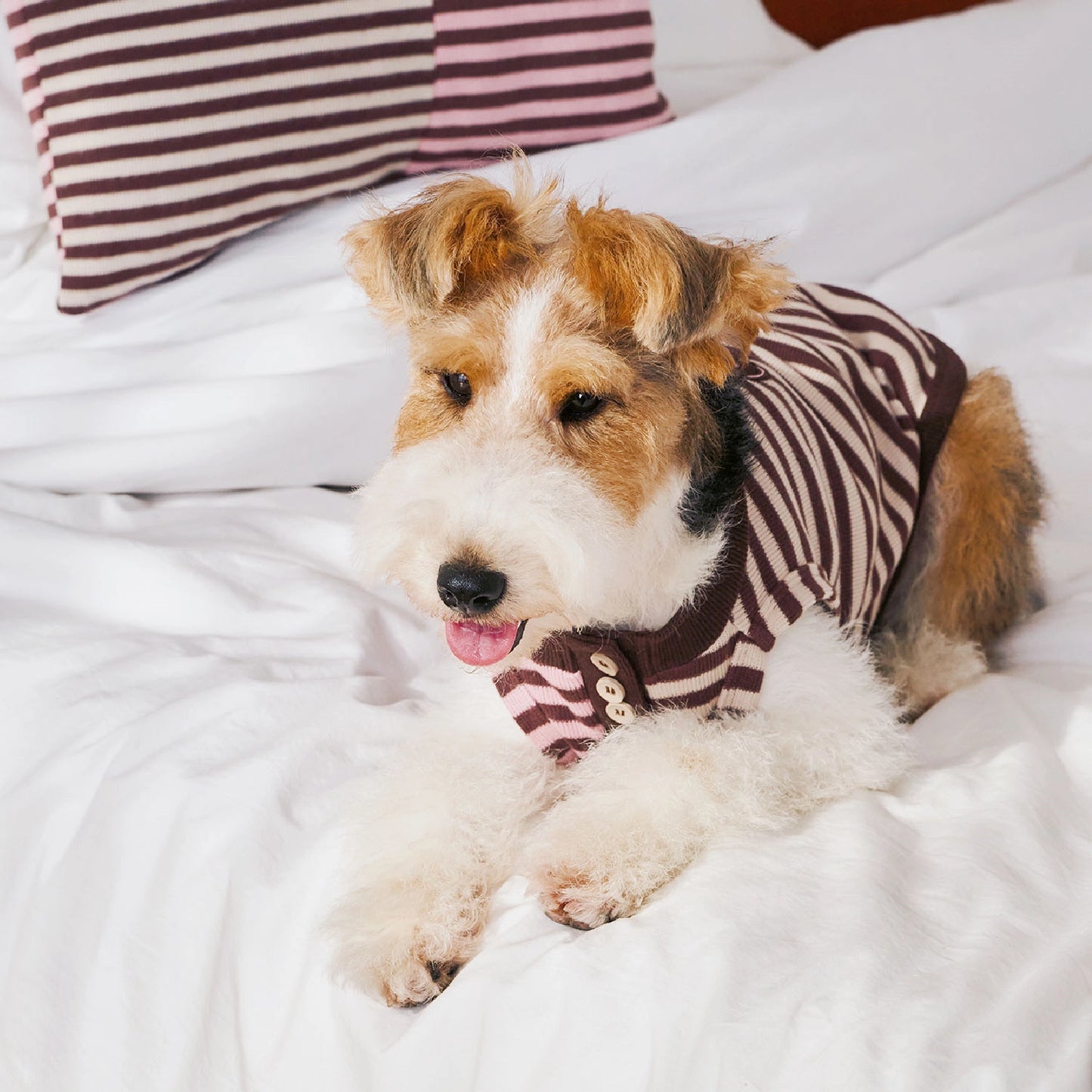 Pull d'automne et d'hiver pour animaux de compagnie