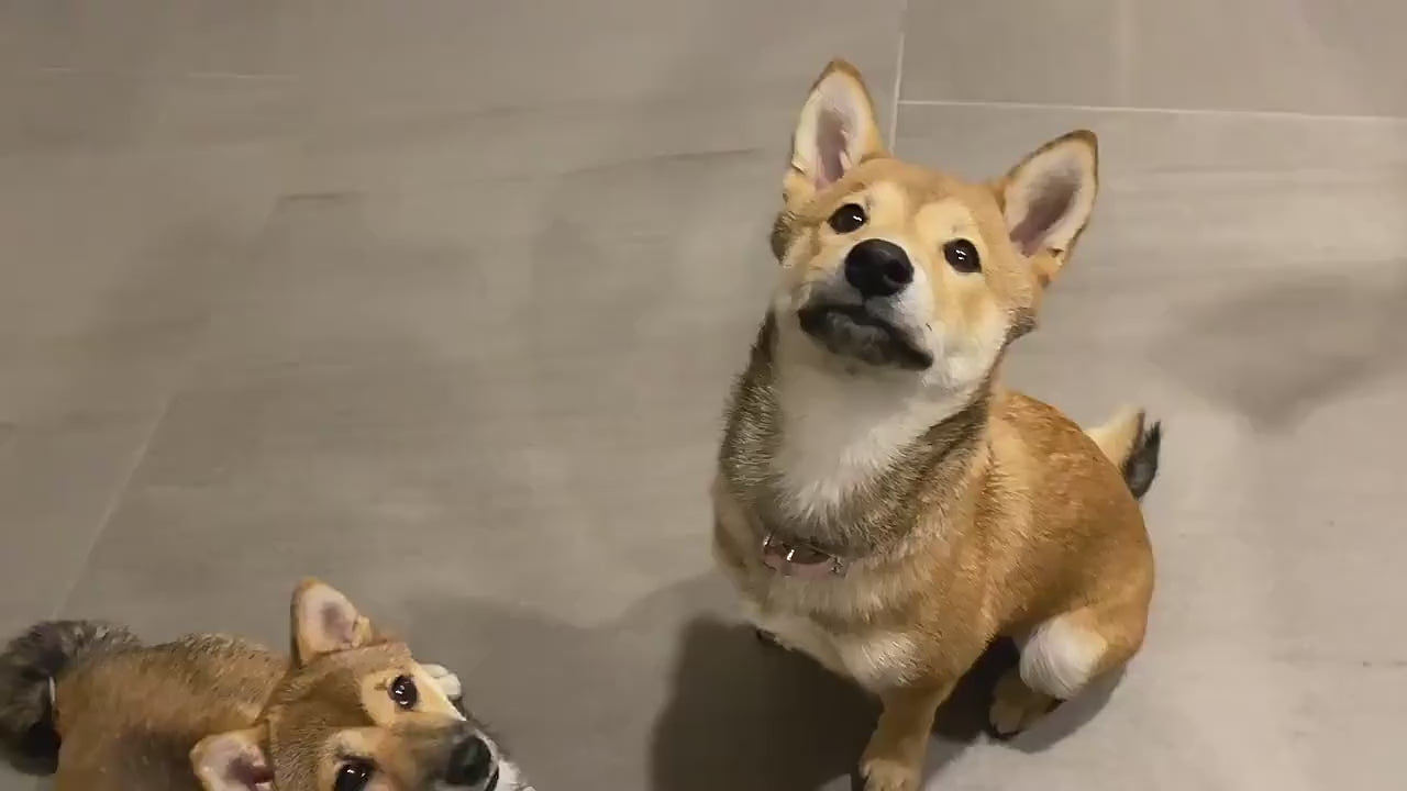 French-Inspired Hexagonal Pet Necklace - Custom Engraved Geometric Pendant