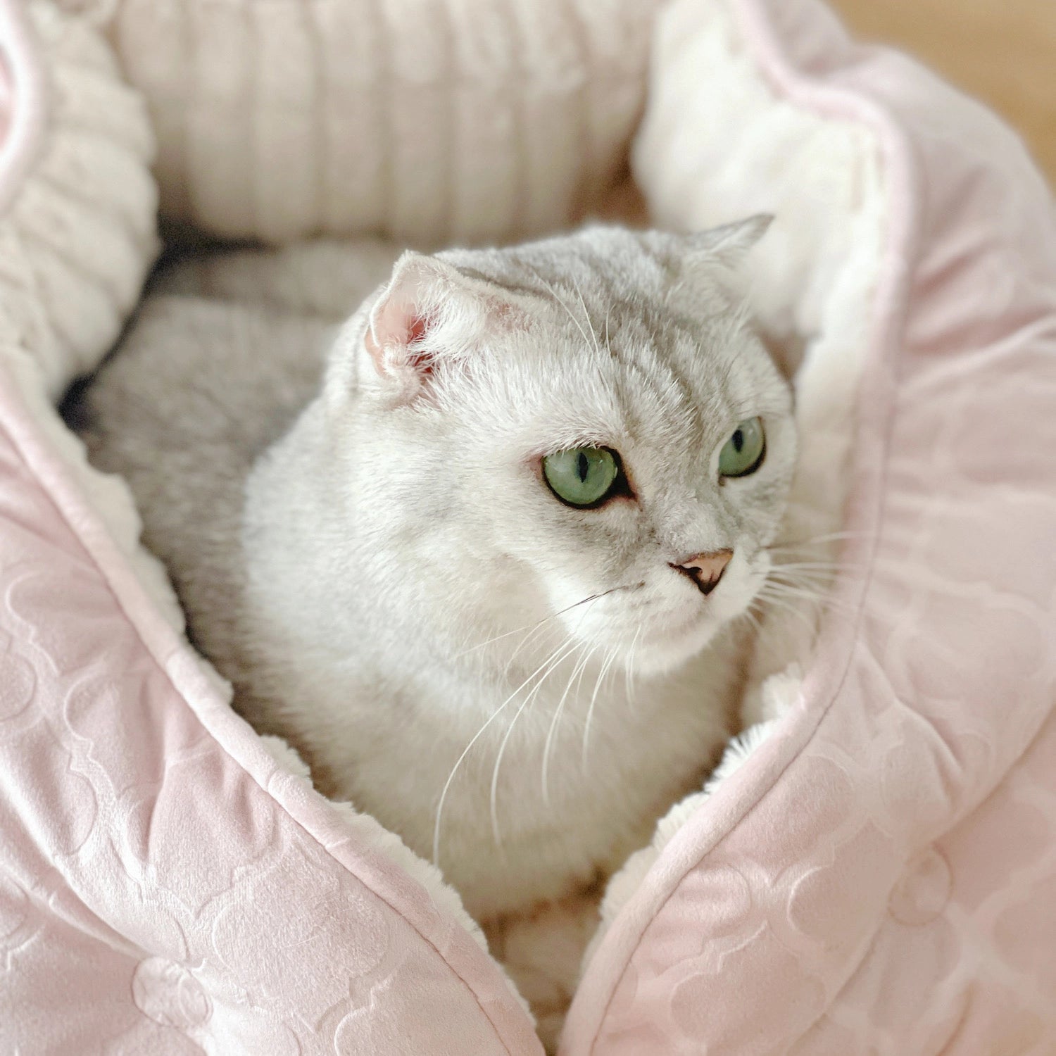 Volcano-Style Pet Bed